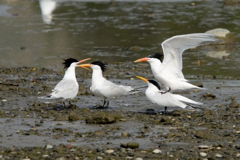 "Elegant, my primaries! He tries that with me, Marge, and he's going to be the least tern you ever saw." (C.Bragg 2011)