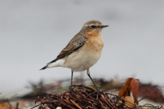 Northern Wheatear likely has the longest migration route of any passerine. The entire population winters in the Sahel and sub-Saharan east Africa. From there, some races migrate NW to and through Europe, England, Iceland, Greenland and into NE Canada. Other races migrate NE to and through Asia, Siberia, Alaska and NW Canada. They have possibly the geographically widest record of vagrancy of any passerine. They have appeared in: Mexico, West Indies, Seychelles, Borneo and Philippines, as well as California and the Gulf Coast. [HBW]