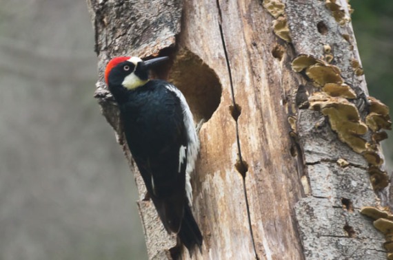 Acorn Woodpecker at the nest-hole. Solstice Canyon (C.Bragg 5/11)