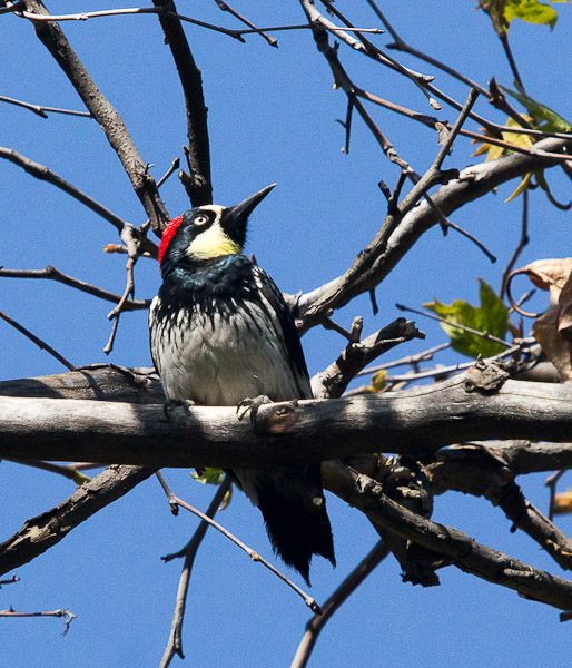 Acorn Woodpeckers were everywhere. Placerita Canyon (C.Bragg 4/7/12)