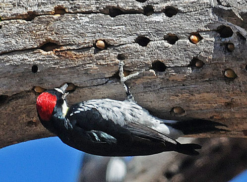 Acorn Woodpecker, J. Kenney, 11/10/12