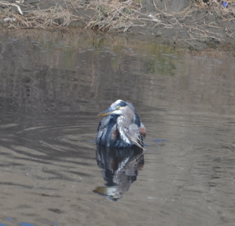Great Blue Heron in deep water (A. Douglas 10/12/13)