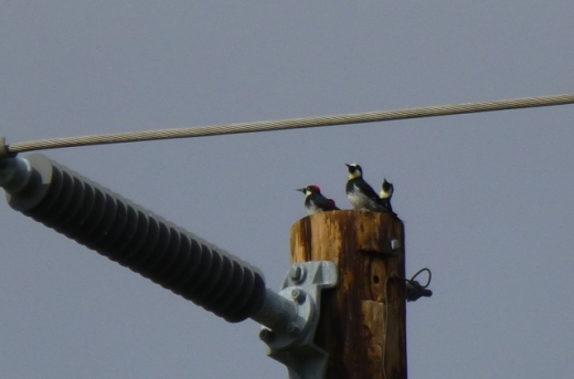Acorn Woodpecker trio, Reagan Ranch (C. Almdale 4/12/14)
