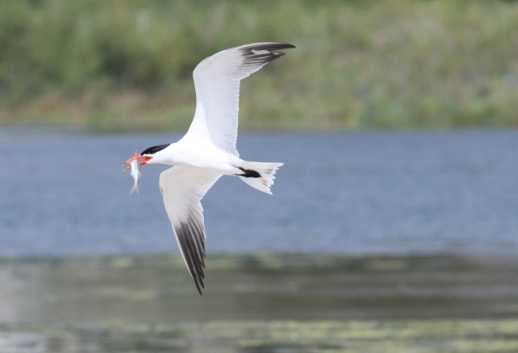 Caspian Tern with a gift for his mate (R. Ehler 5/25/14)