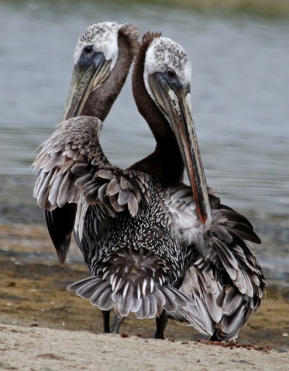 Question: Do two heads help a Brown Pelican catch more fish or just confuse him? (J. Waterman 7/27/14)
