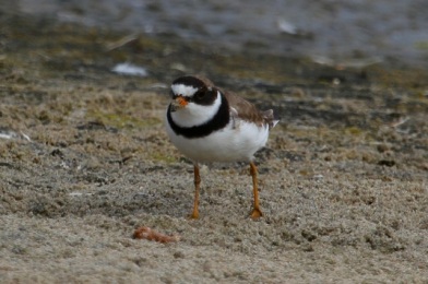 Semipalmated Plovers stop here briefly during their southward migration (J. Waterman 7/27/14)