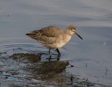 Willet (Ray Juncosa 12/28/14)