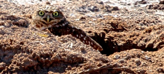 Burrowing Owl at his burrow (J. Waterman 2/7/15)