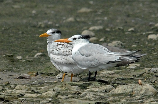 Royal Tern juvenile and adult (J. Kenney 8/4/09)
