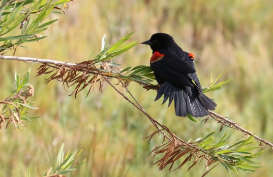 Red-winged Blackbird dempnstrates how he got his name (R. Ehler 5/24/15)
