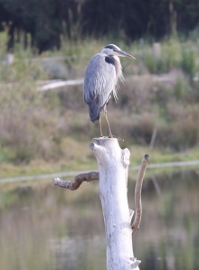 Great Blue Heron on the 'Osprey pole' (R. Ehler 5/24/15)