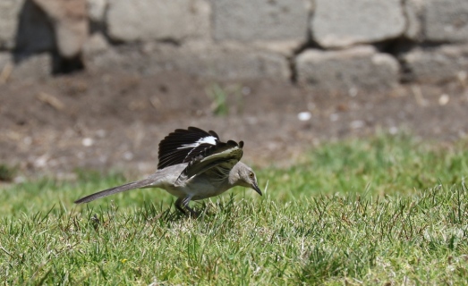 Northern Mockingbird wing-flicking as it hunts (R. Ehler 5/24/15)