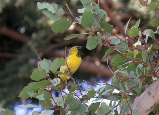 Hooded Oriole, one year old male (R. Ehler 5/24/15)