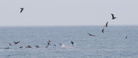 Brown Pelicans discover a small school of fish (R. Ehler 5/24/15)