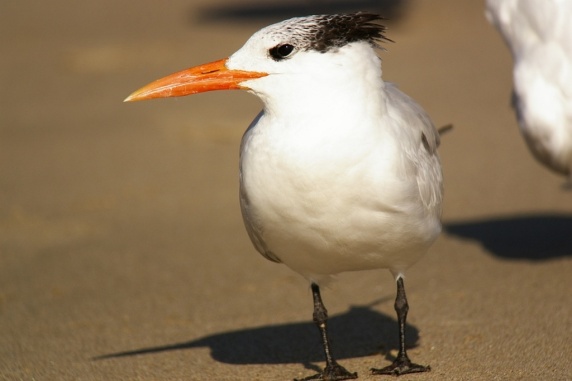 The Royal Tern In Winter (Bob Gurfield 12-18-15)