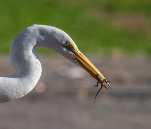 Great Egret captures a lizard (Ray Juncosa 2-28-16)