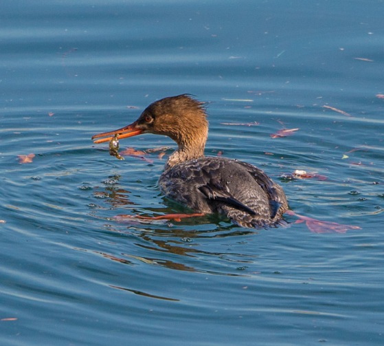 Female Red-breasted Merganser with a crab (Ray Juncosa 2-28-16)