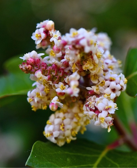 Sugar Bush blossom head (D. Waterman 4-2-16)