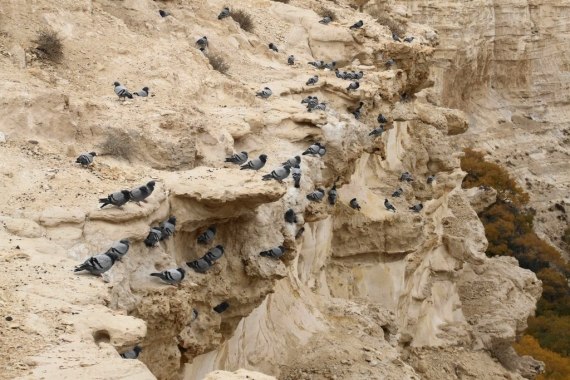 Rock Pigeons on cliff in Israel (Igor Svobodin)