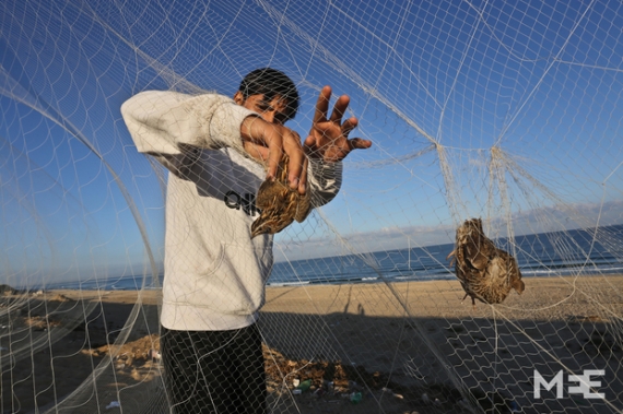 Common Quail netted in Gaza