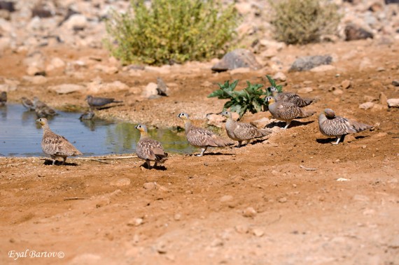 Crowned Sandgrouse flock at pool in Israel (Eyal Bartov)