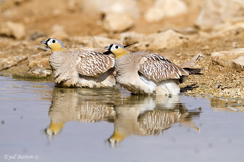 Crowned Sandgrouse wetting their breast feathers (HotpostBirding.com)