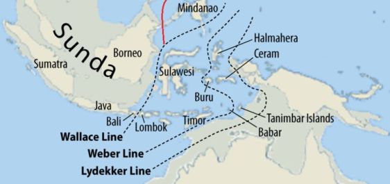 Wallace Line - Bali is eastern end of Red Junglefowl range (Wikipedia)