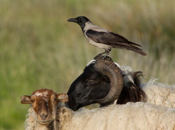 Hooded Crow on sheep's head (Jamie MacArthur, DeviantArt.com)