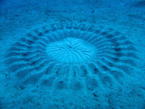Puffefish in his sand 'bower"(Kimiaki Ito, National Geographic)