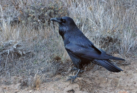 Common Raven, Santa Rosa (James Kenney, 11-24-12)