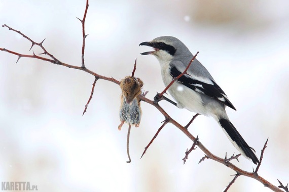 Great Grey Shrike and his impaled mouse. 