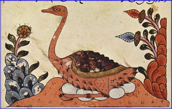 Arabian Ostrich, from The Book of the Animals by al-jahiz, Syria, 14th Century (Wiki Commons)