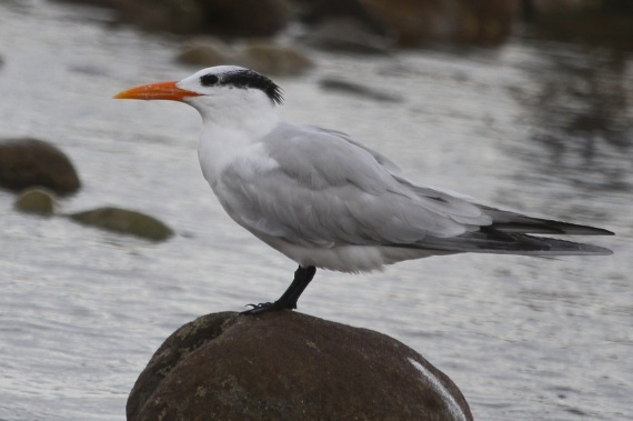 Royal Tern (J. Waterman 10-23-16)
