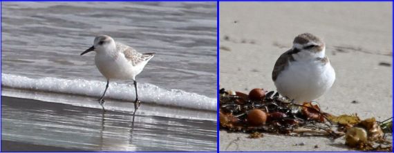 Sanderlings (L) and Snowy Plovers (R) get along well, frequently sharing roosting sites (J. Waterman 11-27-16)