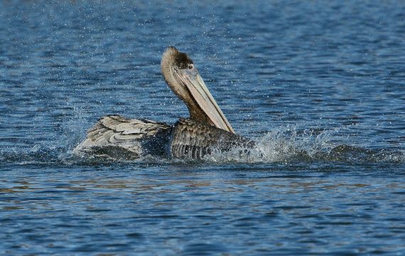 2Brown Pelican immature, taking a bath (Fraida Gutovich 12-25-16)
