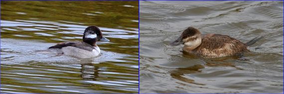 Female ducks: Bufflehead and Ruddy (J. Waterman 2-26-17)